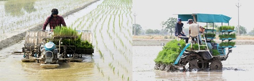 Badduwal village exhibiting pathway of mechanical planting of rice 02
