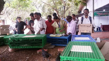 kadkanath-02-2019