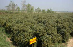 pigeon-pea-IPA-203-s