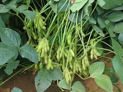 swarna-01-02122020_0.jpg 