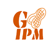 Groundnut-IPM
