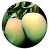 Mango Cultivation IIHR