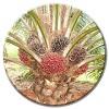 Oil Palm Cultivation English