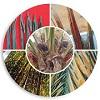 Oil Palm Nutrients English