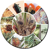 Oil Palm Pests English