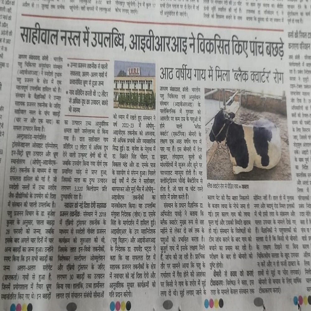 साहीवाल नस्ल में उपलब्धि, आइवीआरआइ ने विकसित किए पांच बछड़े