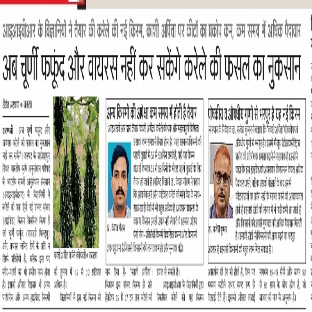 अब चूर्णी फफूंद और वायरस नहीं कर सकेंगे करेले की फसल का नुकसान