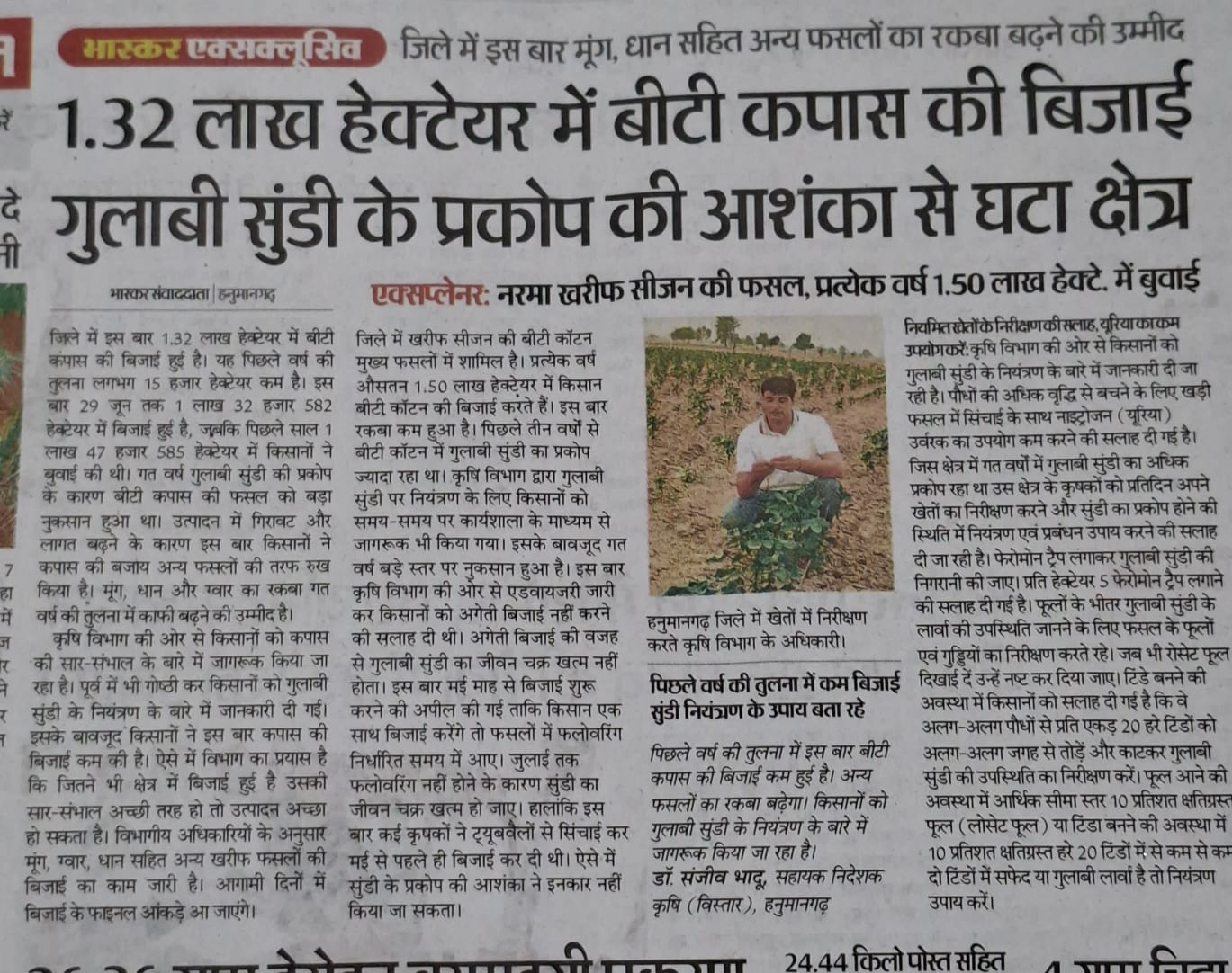 1.32 लाख हेक्टेयर में बीटी कपास की बिजाई गुलाबी सुंडी के प्रकोप की आशंका से घटा क्षेत्र