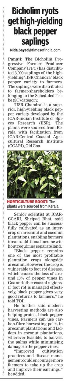 Bicholim ryots get high-yielding black pepper saplings