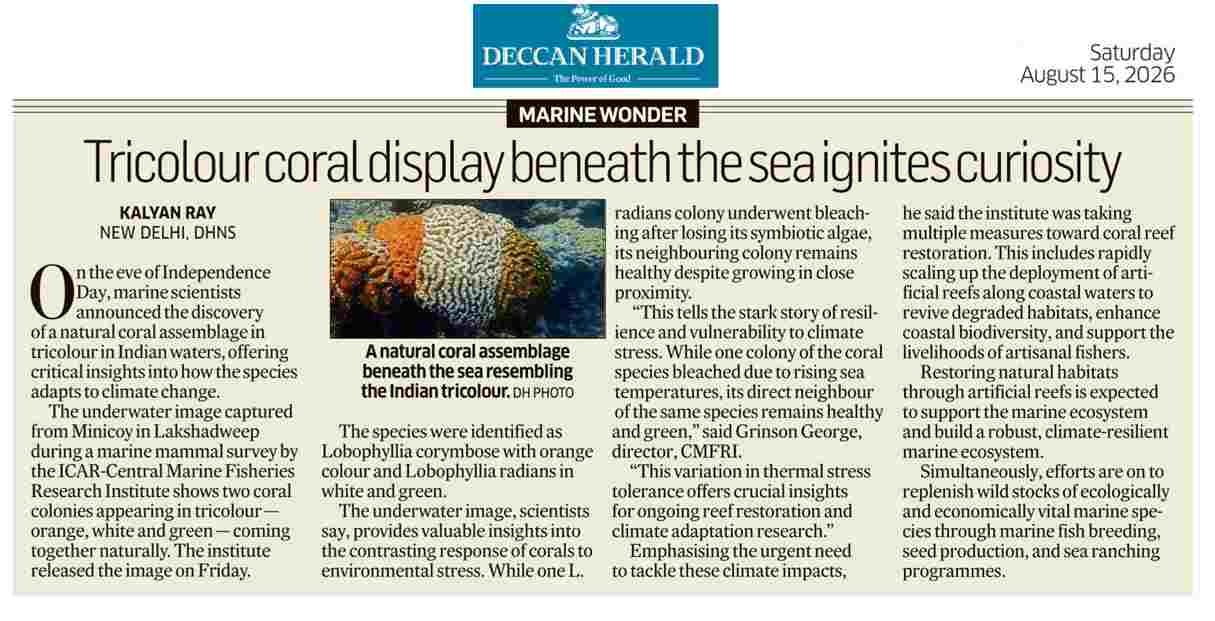 Tricolour coral display beneath the sea ignites curiosity