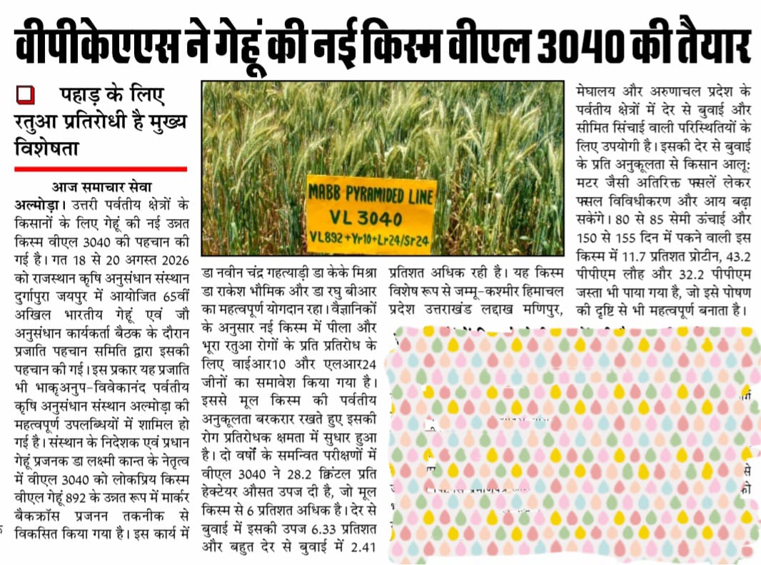 वीपीकेएएस ने गेहूं की नई किस्म वीएल 3040 की तैयार