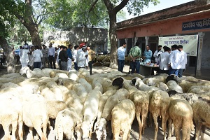 केन्द्रीयभेड़-अनुसंधान-संस्थान-अविकानगर-04_0.jpg