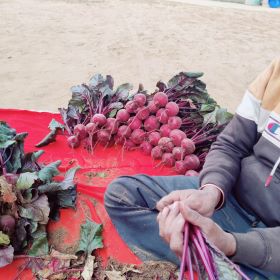 Beetroot Variety ‘Crimson Globe’ Boosts Yield and Income Potential for Farmers in Jaipur, Rajasthan