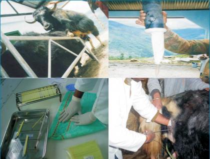 Cryopreservation of yak semen was standardized