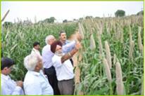 AICMIP-national-demonstration-pearl-millet-21-09-2012-2