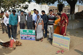 BackyardPoultry-Kota.jpg