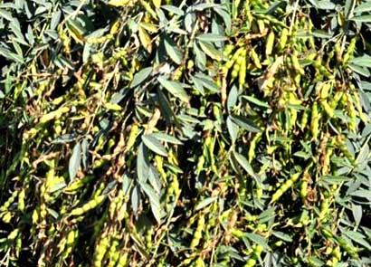 Bumper-harvest--pigeonpea-iipr-11-04-2011
