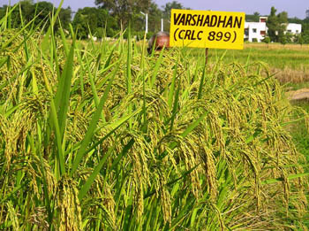 CR-Dhan-501