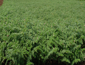 Chickpea20092019-1