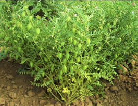Chickpea20092019-3