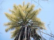 Coryphamacropoda-02