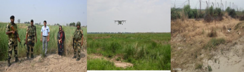 Management of sarkanda (Saccharum spontaneum) in international border area of Jammu region