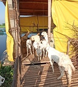 Demonstrations-of-Integrated-Aqua-Agri-Poultry-Goat-Farming-System-for-livelihood-and-nutritional-security-of-Tribal-Communities-in-Gujarat-03