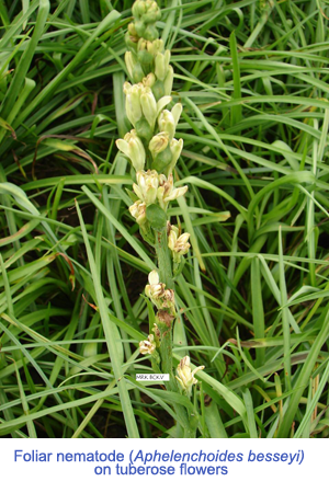 Foliar-nematode-in-tuberose-A-besseyi-BCKV-s