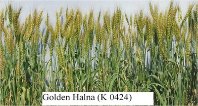 Golden Halna