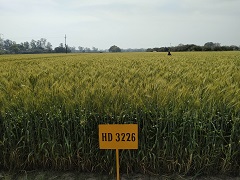 HD3226_2