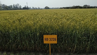 HD3226_3