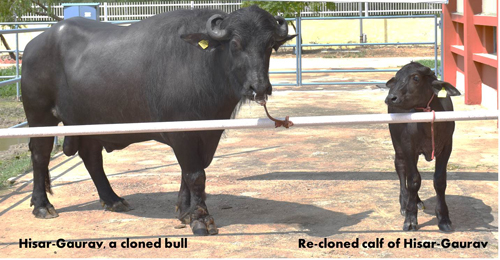 HG with his re-cloned calf.jpg