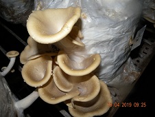 ICAR-IIHR-celebrates-National-Mushroom-Day-2021-02