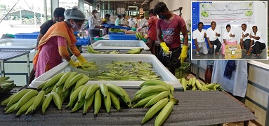 ICAR-NRC-on-Banana-and-VFPCK-Kerala-02.jpg