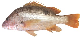 John-snapper-012020.jpg 
