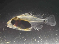 John-snapper-032020.jpg