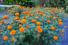 Marigold-05