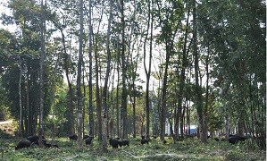 MithunMelaledum2