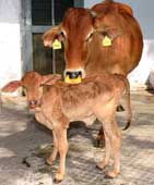 OPU-calf-NDRI-13-03-2012-1