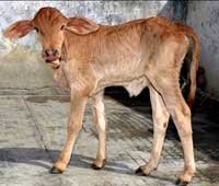 OPU-calf-NDRI-13-03-2012-2