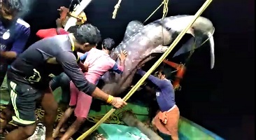 Photo2-fishermen savesshark.jpg