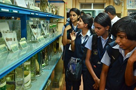 PhotoNepaleonWrass-02