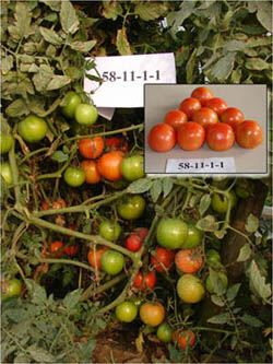 Punjab_Varkha_Bahar1-2