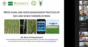 Rice-Wheat-Cropping-System-01