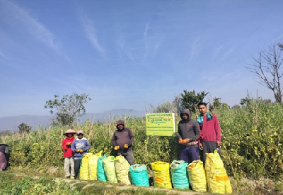 From Frost to Fortune: Arka Abhed Brings New Promise to Rabi Tomato Cultivation in Manipur