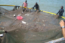 Trial-Sea-Farming-Spiny-Lobster-1