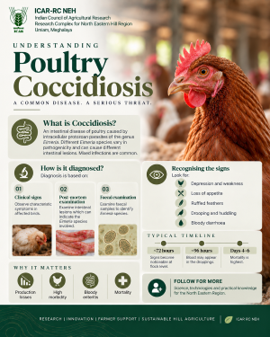 Poultry Coccidiosis: Recognising the Disease and Preventing Production Losses