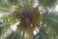 VPM-Coconut-08-07-2015-1.jpg