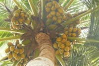 VPM-Coconut-08-07-2015-2.jpg