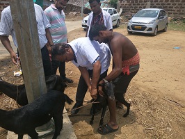 animalhealth-01-2019